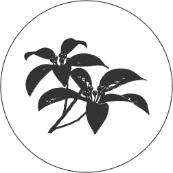 クロモジ