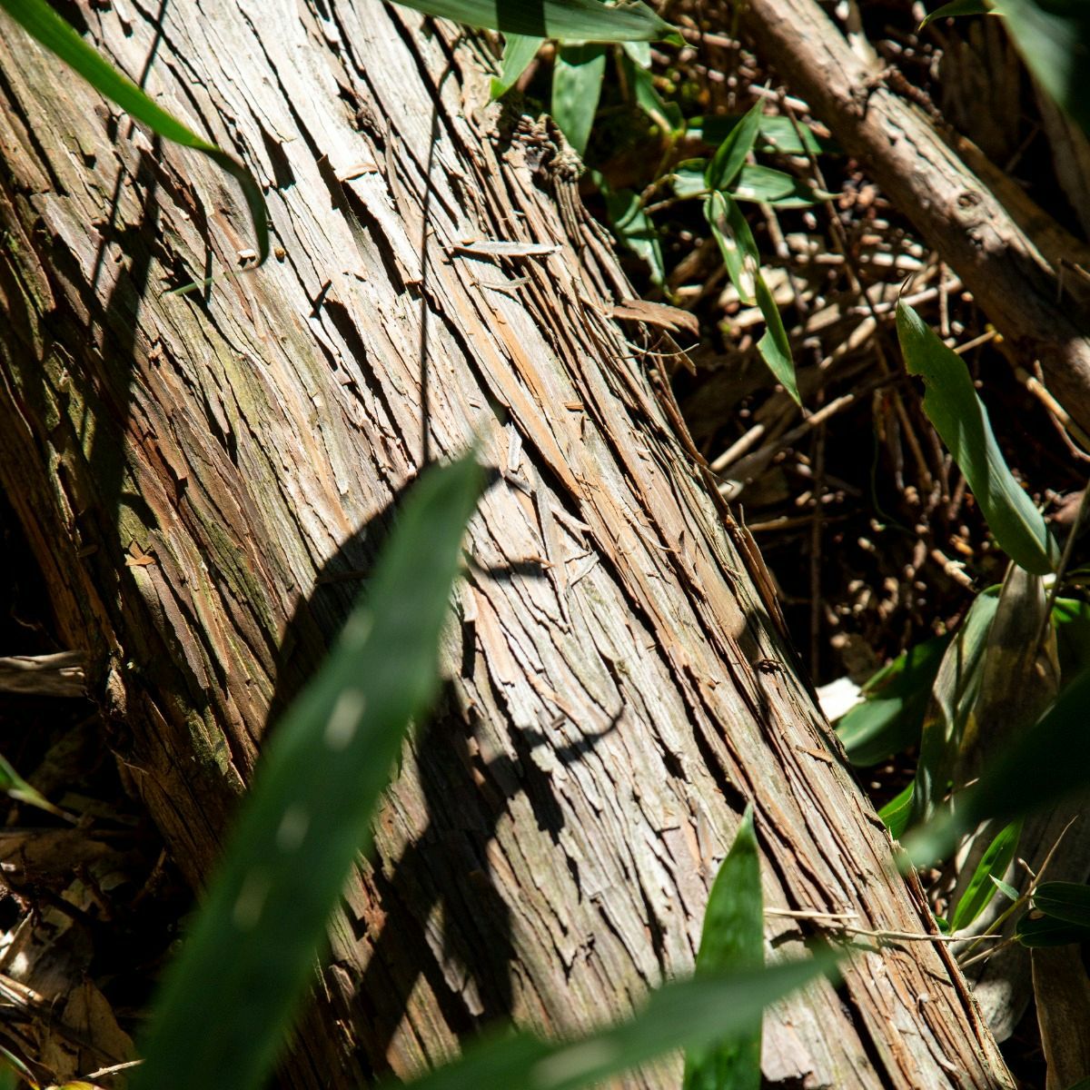 meet tree　洗濯洗剤 500ml　ヒノキ　ヒノキの木の画像