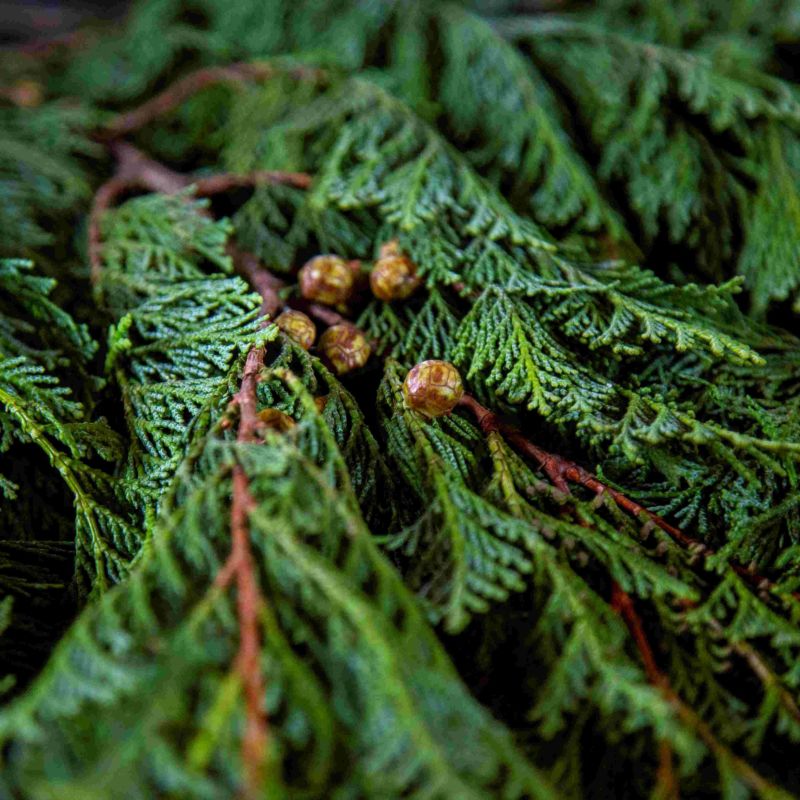 meet tree　バスソルトギフト（ヒノキの葉＆ヒノキの木）　ヒノキ　ヒノキの画像