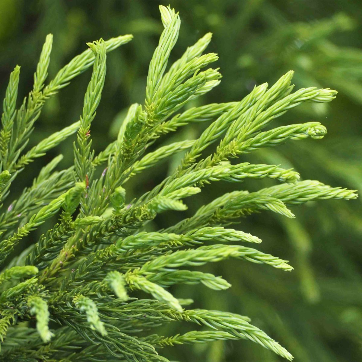 meet tree　ハンドクリーム（スギ） 30ml　スギ　スギの画像