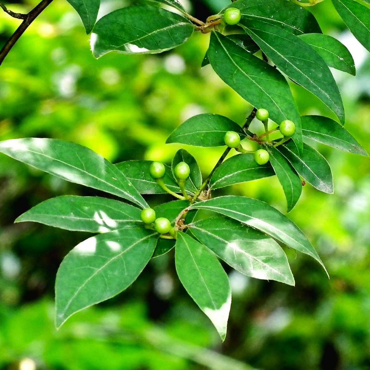 meet tree　精油（クロモジ） 5ml　黒文字　クロモジの画像