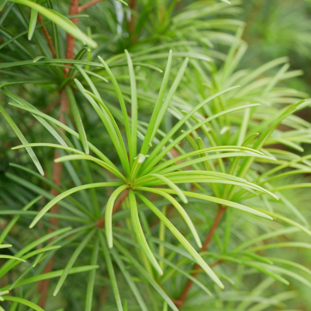 meet tree　 精油（コウヤマキ） 5ml　コウヤマキ　コウヤマキの画像