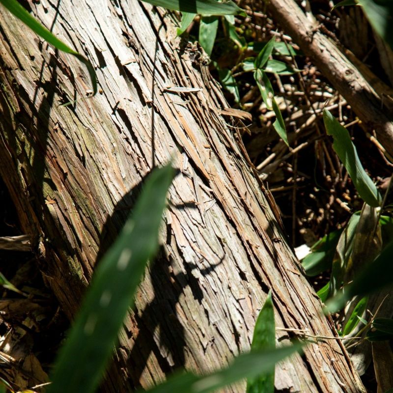 meet tree　精油＆ディフューザーギフト　ヒノキ　ヒノキの画像