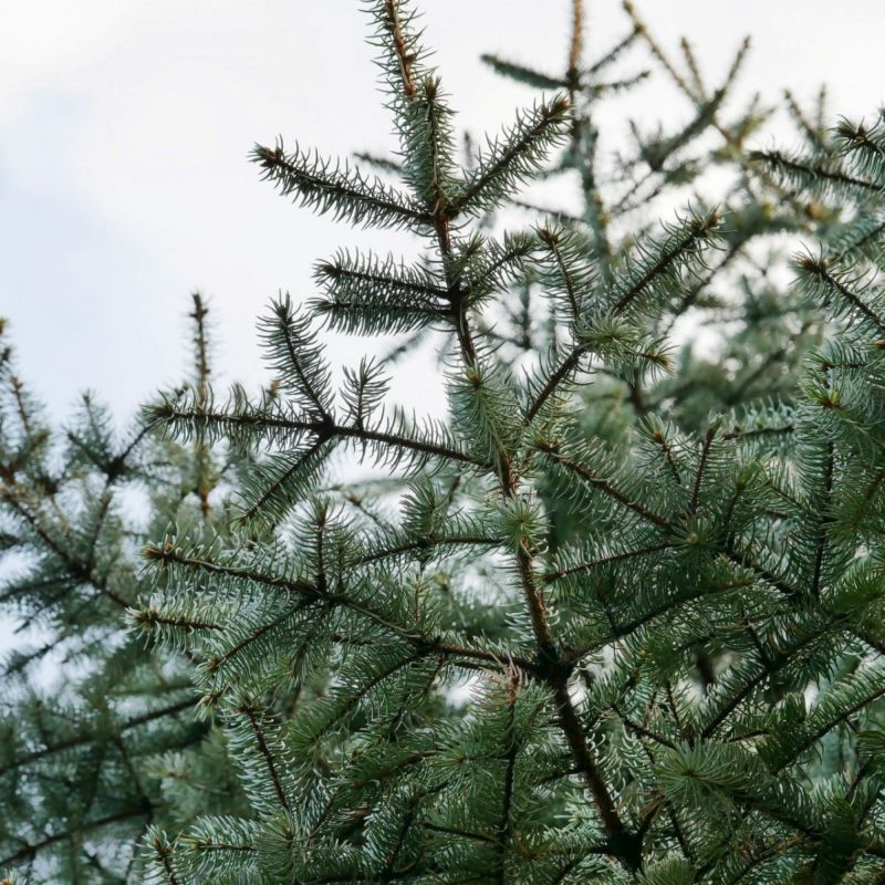 meet tree　精油（トドマツ） 5ml　トドマツ　トドマツの画像