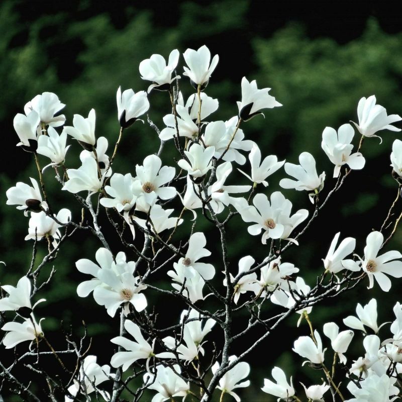 meet tree　精油（ニオイコブシ）3ml　ニオイコブシ　ニオイコブシの画像