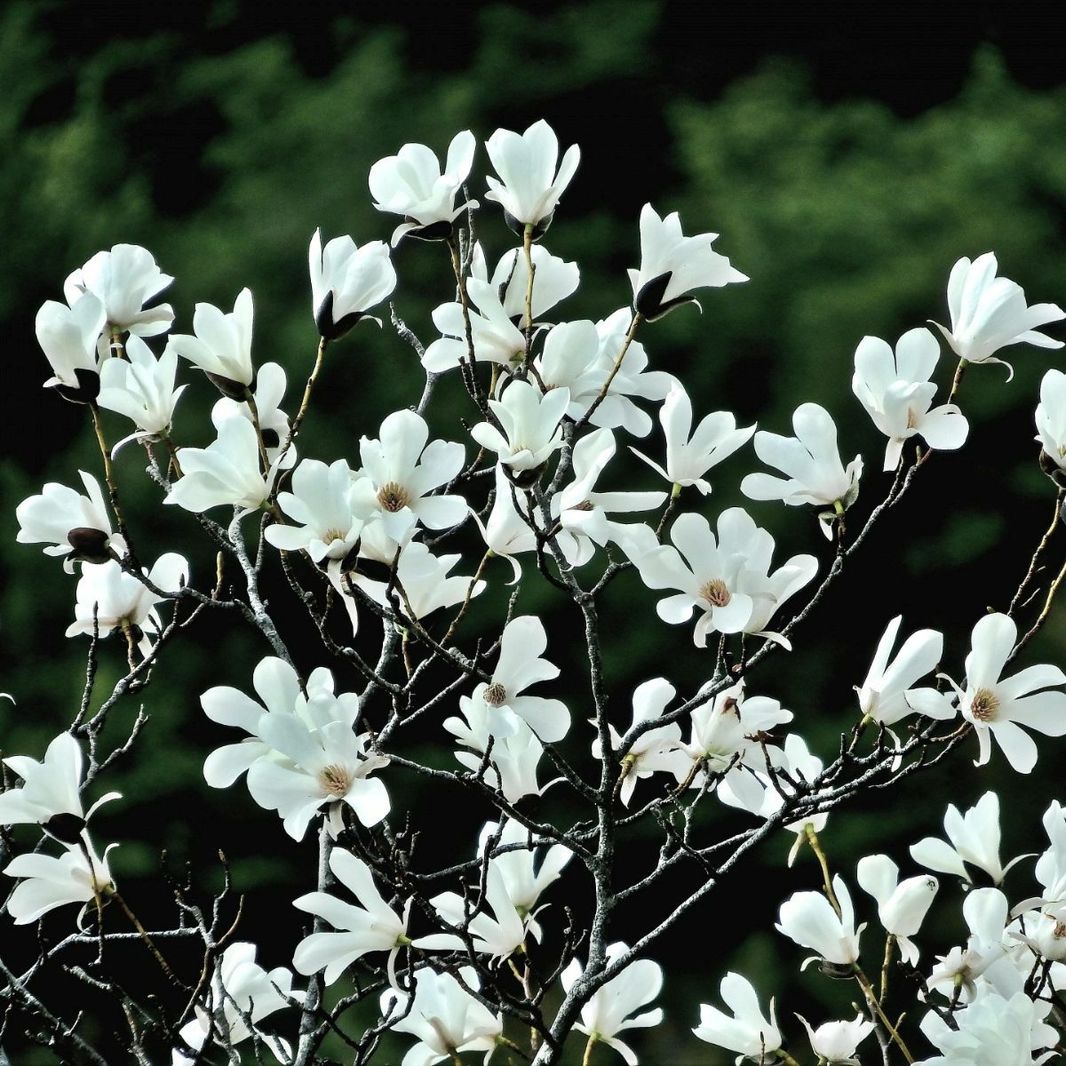 meet tree　精油（ニオイコブシ）3ml　ニオイコブシ　ニオイコブシの画像