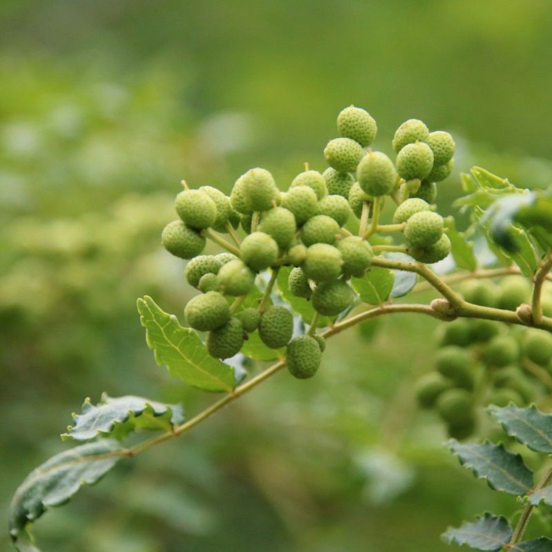 meet tree　精油（サンショウ） 5ml　山椒　山椒の画像