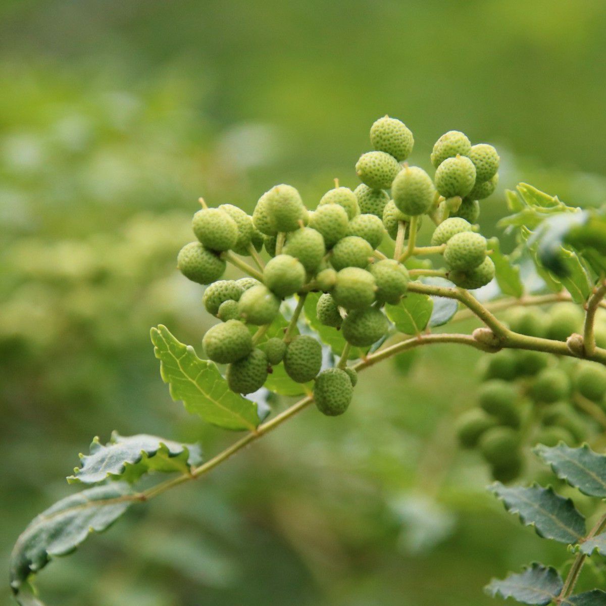 meet tree　精油（サンショウ） 5ml　山椒　山椒の画像
