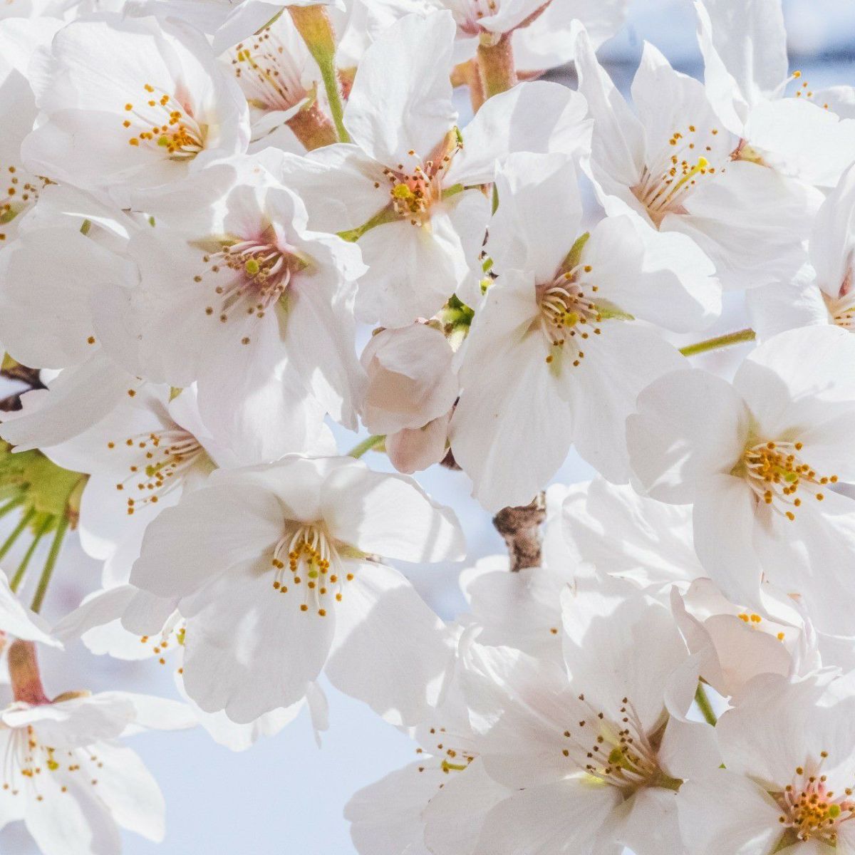 meet tree　ボディクリーム（サクラ） 200ml　サクラ　サクラの花の画像