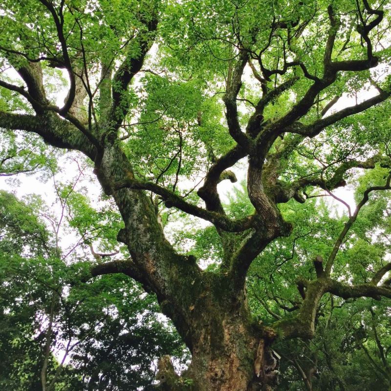 meet tree　精油（クスノキ）  5ml / 30ml 　クスノキ　クスノキの画像